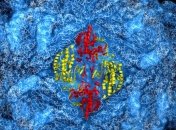 Биохимики создали искусственные вирусы без ДНК