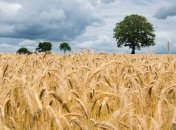 Египет купил у Украины 60 тысяч тонн пшеницы