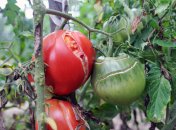 Томаты трескаются не просто так