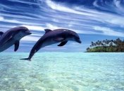 Ученые назвали новый вид вымирающих животных 