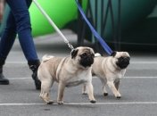 В Украине изменились правила на перевозку домашних животных