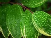 Приметы и обряды на 24 мая – День Мокия мокрого