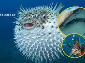 Рыба фугу, акула, крылатка