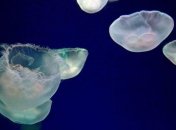 Американские ученые создали искусственную медузу