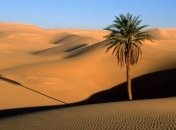 Ученые придумали, как вырастить лес в пустыне