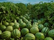 Арбузы и дыни нуждаются в правильной подкормке (изображение создано с помощью ИИ)