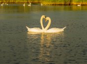 Пара лебедів візуально нагадує символ серця