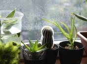 Комнатные растения, которые приносят женщинам счастье