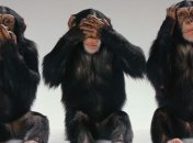 Родились первые генетически модифицированные обезьяны