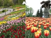 "Превзошли сами себя": выставка тюльпанов в Киеве поразила украинцев (фото)