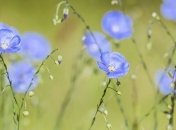 ТОП самых мощных трав для женского здоровья