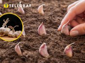 Висаджування часнику