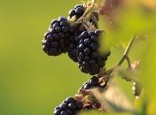 Ежевика: польза и вред для организма