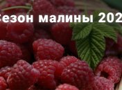 Сезон малины грянул: что надо знать при покупке этой ягоды (инфографика)