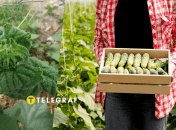 Как решить проблему скручивания листьев огурцов