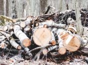 Незаконная вырубка леса: Группа из 6 человек предстанет перед судом