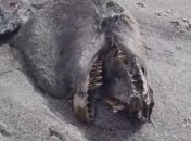 На берегу Новой Зеландии нашли "морское чудовище" (Видео)