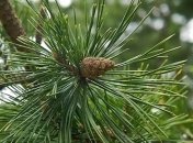 Целебные свойства хвои сосны