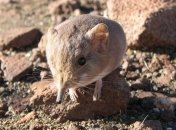 Найден неизвестный вид млекопитающих