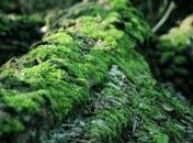 Ученые начнут выводить токсины из организма мхом