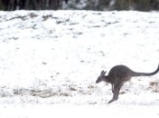 В Австралии выпало 30 см снега