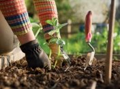 Что и когда можно делать в мае в саду и на огороде: посевной календарь 2022