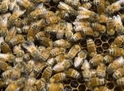 Французские пчелы стали производить сине-зеленый мед