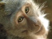 Ученые "внедрили" обезьянам самосознание