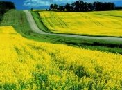 Депутаты отсрочили отмену НДС при экспорте масличных