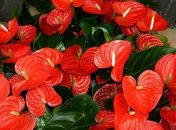 Антуріум у народі прозвали "чоловічим щастям"