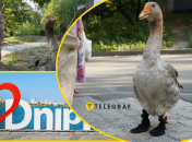 Йому трішки більше року