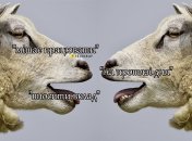 Називаємо поширені помилки в українській мові та пояснюємо, як їх виправити