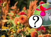 В Україні помітили бражника