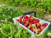 Как выбирать клубнику без химикатов