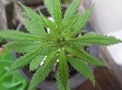 На сербско-болгарской границе задержали грузовики с тонной марихуаны