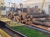 Луценко: Проведено более 100 обысков из-за незаконной вырубки леса