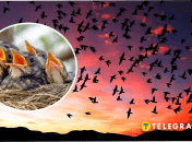 Какие птицы в Украине могут атаковать хищников