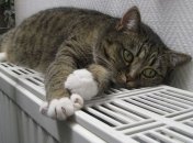 Правительство готовит проверки субсидиантов на "серые" доходы