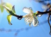 Прогноз погоды в Украине на сегодня: дожди, местами с грозами