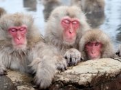 Удивительный парк снежных обезьян в Японии (Фото) 