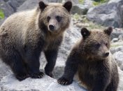 В Эстонии любопытный медвежонок проинспектировал камеру фотоловушки (видео)