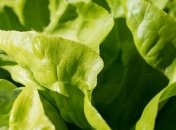 Мы это едим: микропластик нашли в пшенице и салате 