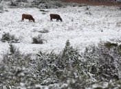 Столицу ЮАР засыпало снегом