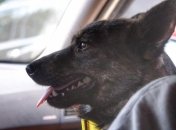 Первый член экипажа "Яны Капу" вернулся домой: собака Джесси уже в Украине