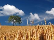 День Устина и Харитона: приметы и обряды на 14 июня