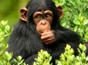 Россия готовит обезьян к полету на Марс