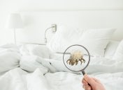 Пилові кліщі — це маленькі істоти, які швидко стають великою проблемою