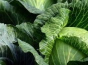 На Прикарпатье проведут четвертый фестиваль капусты