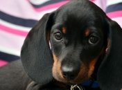 Забавные животные, которые боятся идти к ветеринару