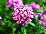 Вербена помогает в лечении заболеваний воспалительного характера